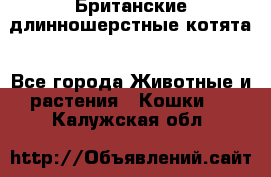 Британские длинношерстные котята - Все города Животные и растения » Кошки   . Калужская обл.